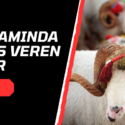Kurban Bayramında Bedava Bonus Veren Siteler